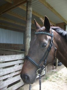 Trisha Wren, Animal Communicator