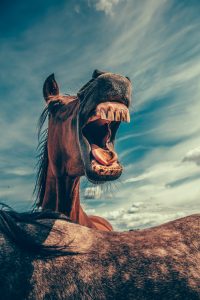Horse communicator, Trisha Wren, Animal Communicator
