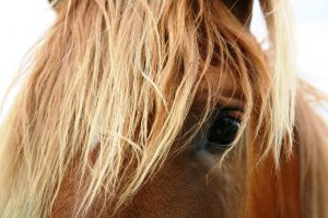 past lives of horses