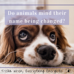 Do animals mind their name being changed