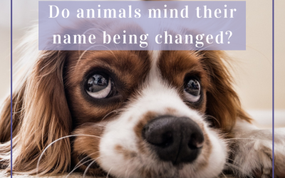 Do animals mind their name being changed?