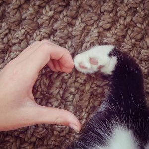 Trisha Wren, Animal Communication