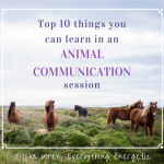 what can i learn in an animal communication session