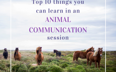 The Top 10 Things you can learn from an Animal Communication session