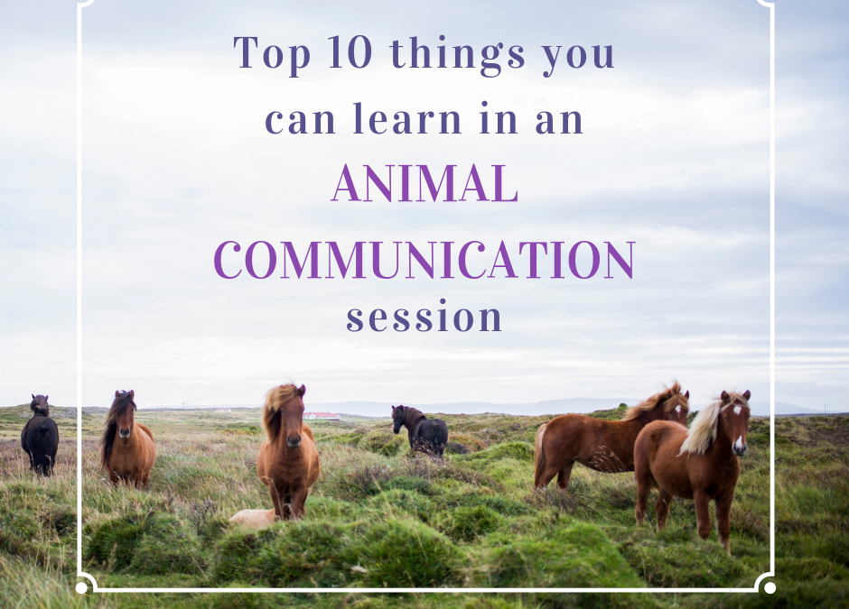 The Top 10 Things you can learn from an Animal Communication session