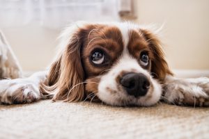 Trisha Wren, Animal Communication