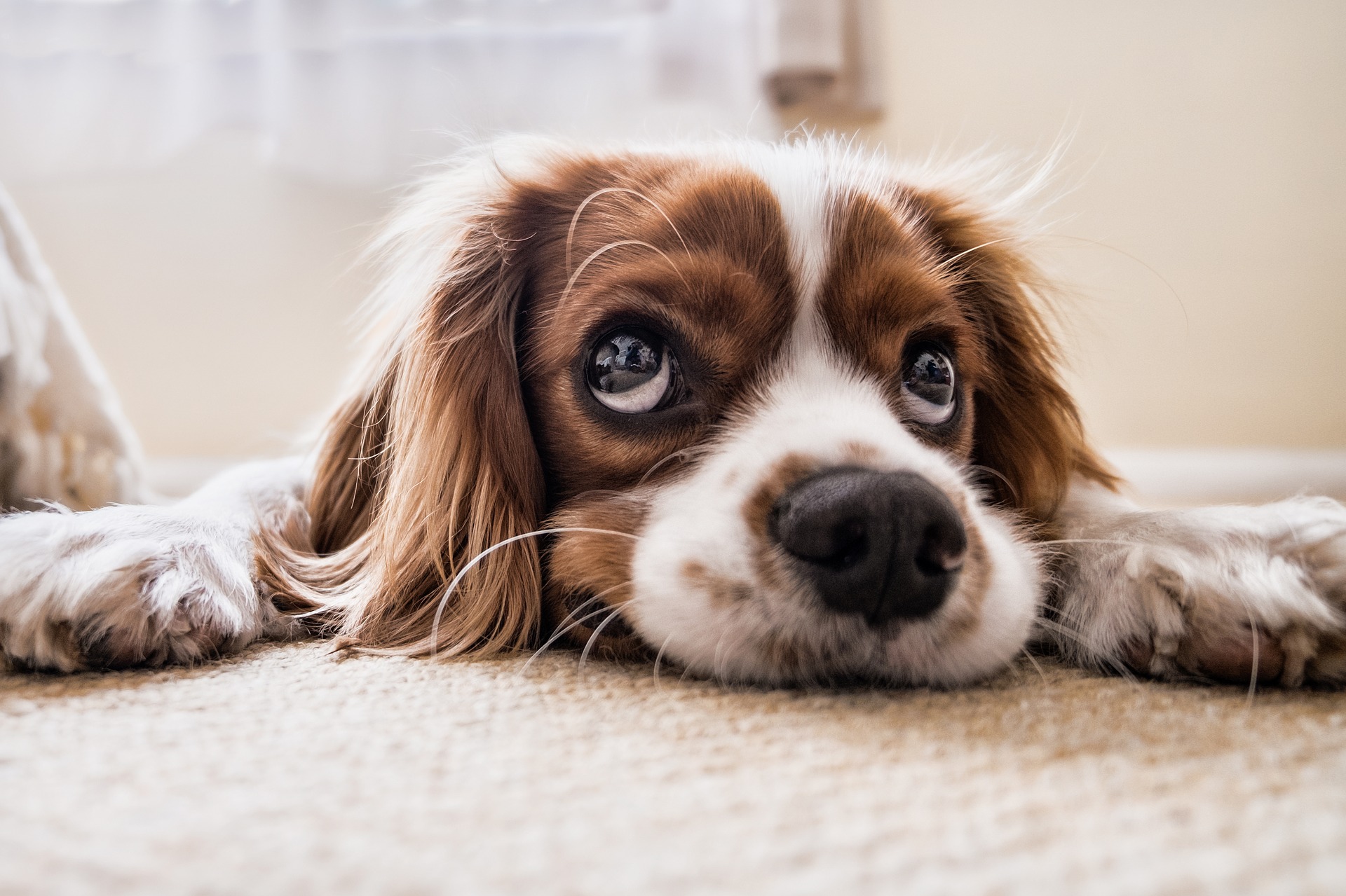 dog-2785074_1920 how to help your elderly horse dog cat pet