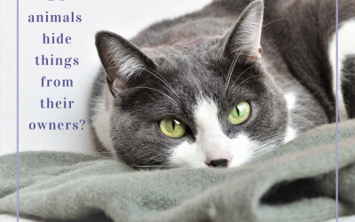 Do animals hide things from their owners?