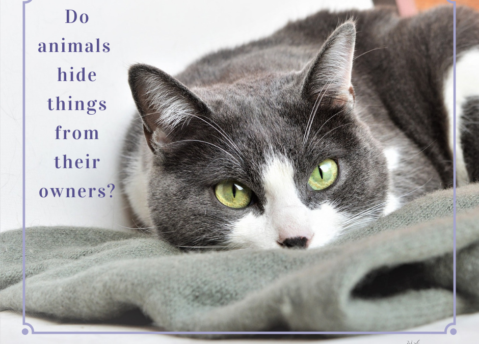do animals hide information