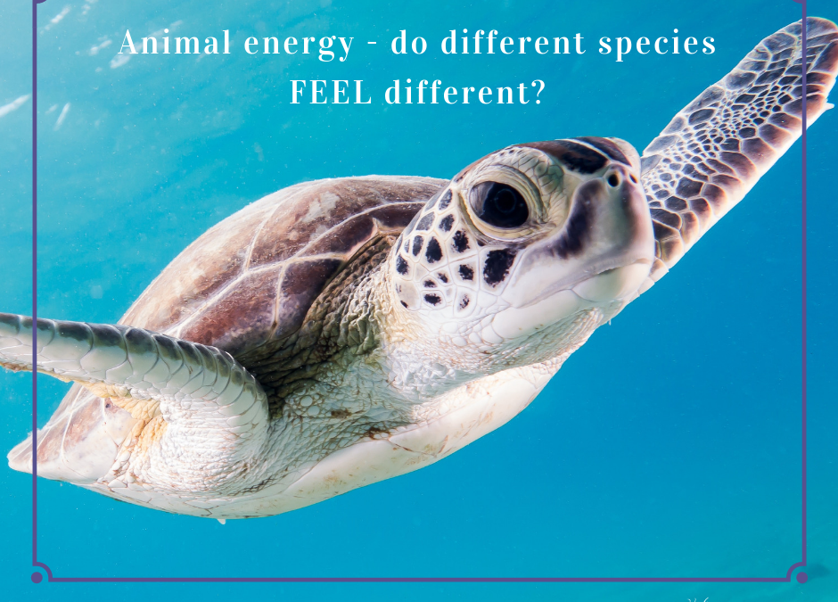 Animal energy - do different species feel different to an Animal