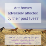 past-lives-of-horses