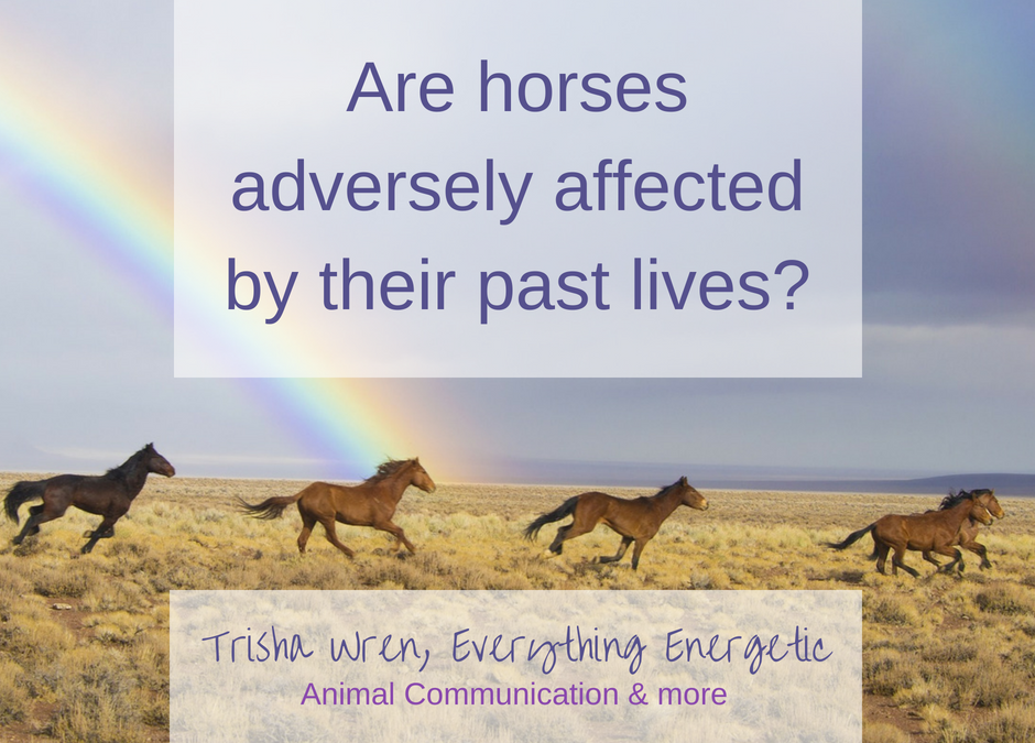 past-lives-of-horses