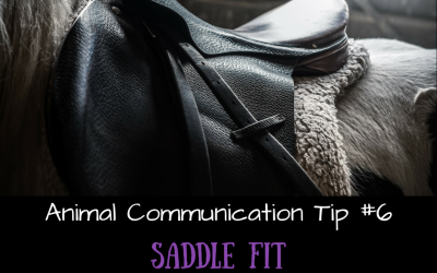 How horses communicate re saddle fit