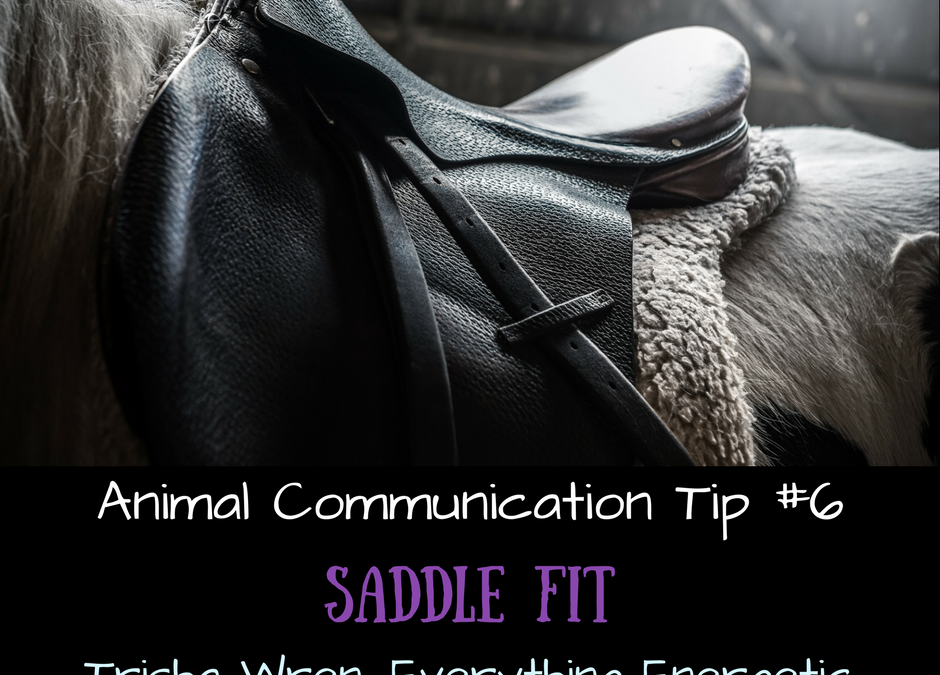 animal-communication-tip horse saddle fit