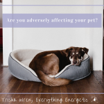 Are you adversely affecting your pet