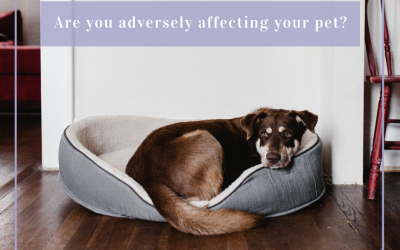 Are you adversely affecting your pet?