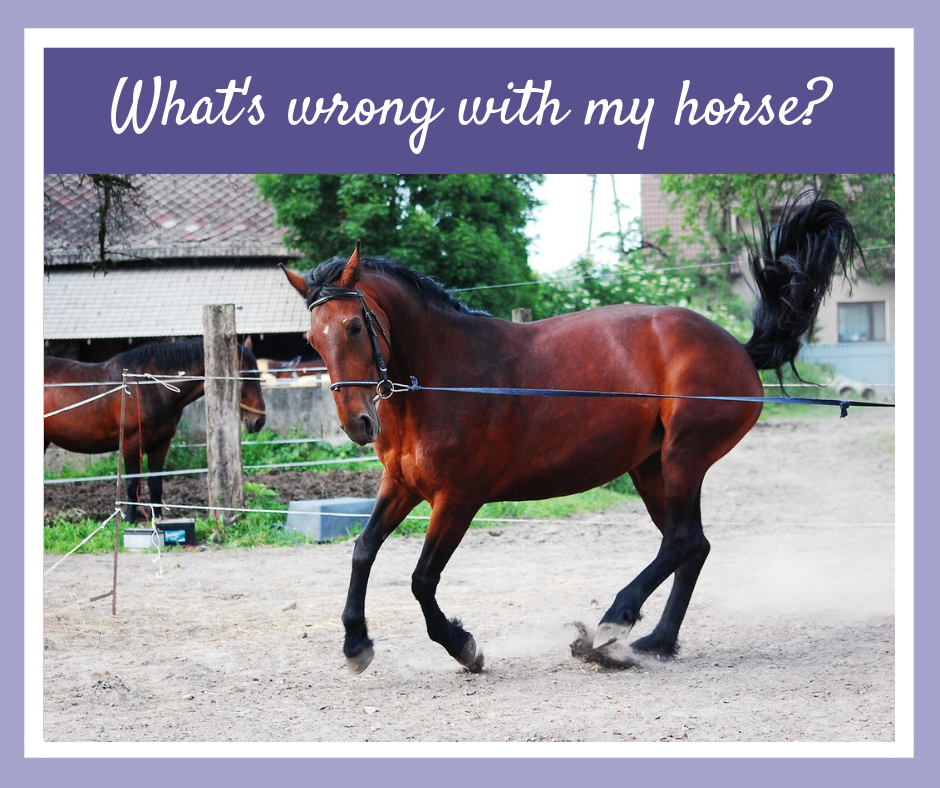 whats wrong with my horse