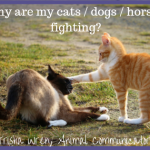 Why are my cats fighting