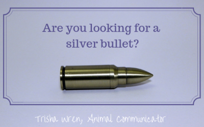 Can animal communication fix all my problems?