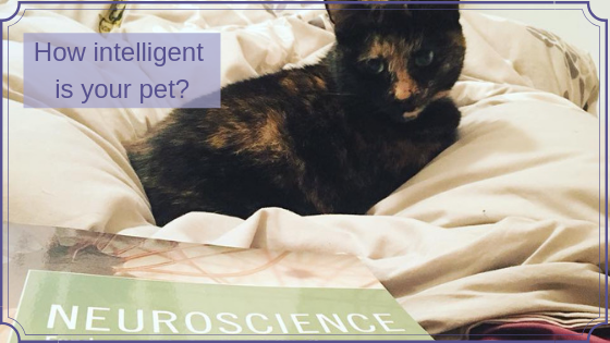 How intelligent is my horse / dog / cat