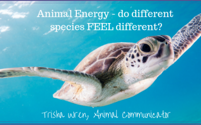 Animal energy – do different species feel different to an Animal Communicator?