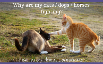 Help, my horses / dogs / cats are not getting along!