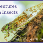 adventures with insects