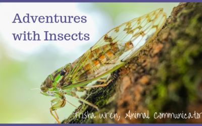 Adventures with Insects