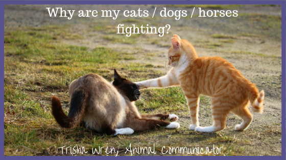 Why are my cats fighting