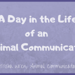 A day in the life of an animal communicator