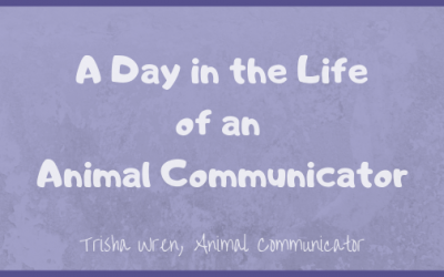 A day in the Life of an Animal Communicator
