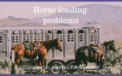Horse loading problems