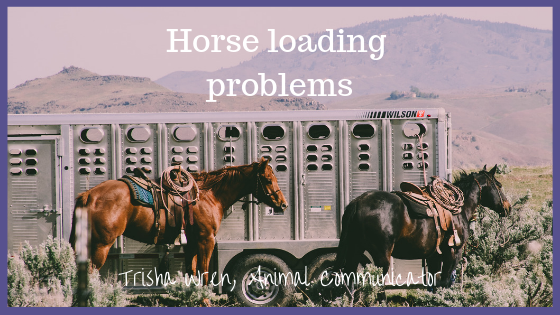Horse loading problems