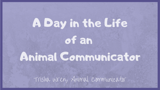 A day in the life of an animal communicator