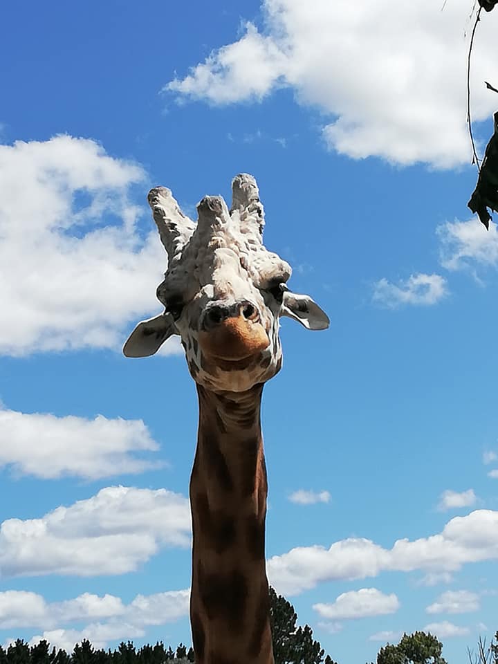 are zoo animals happy
