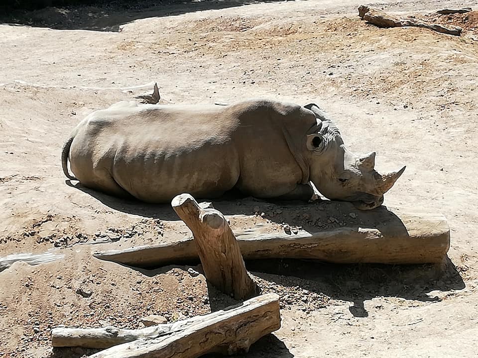 are zoo animals happy