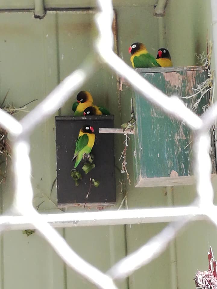are zoo animals happy