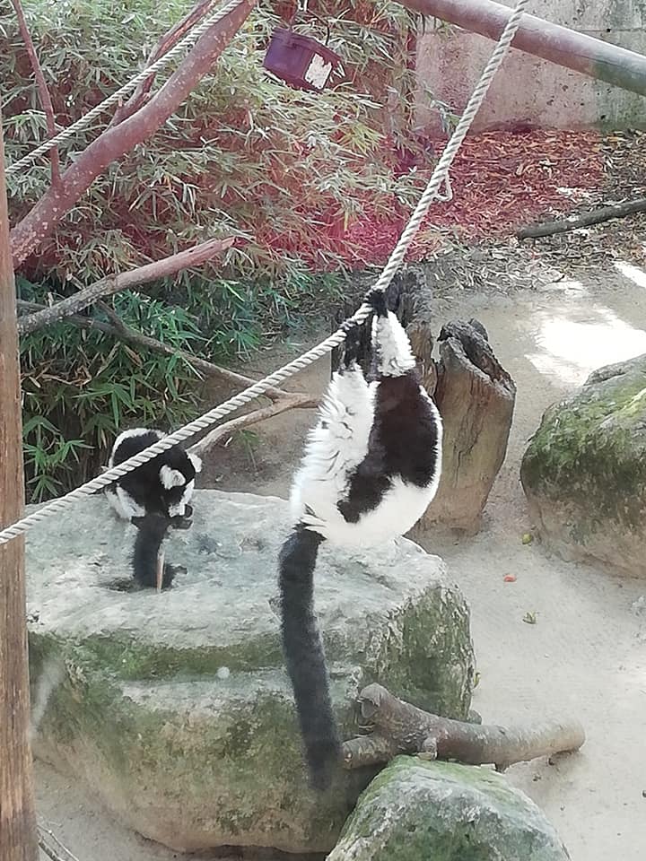are zoo animals happy
