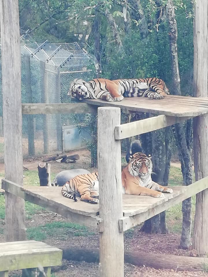are zoo animals happy