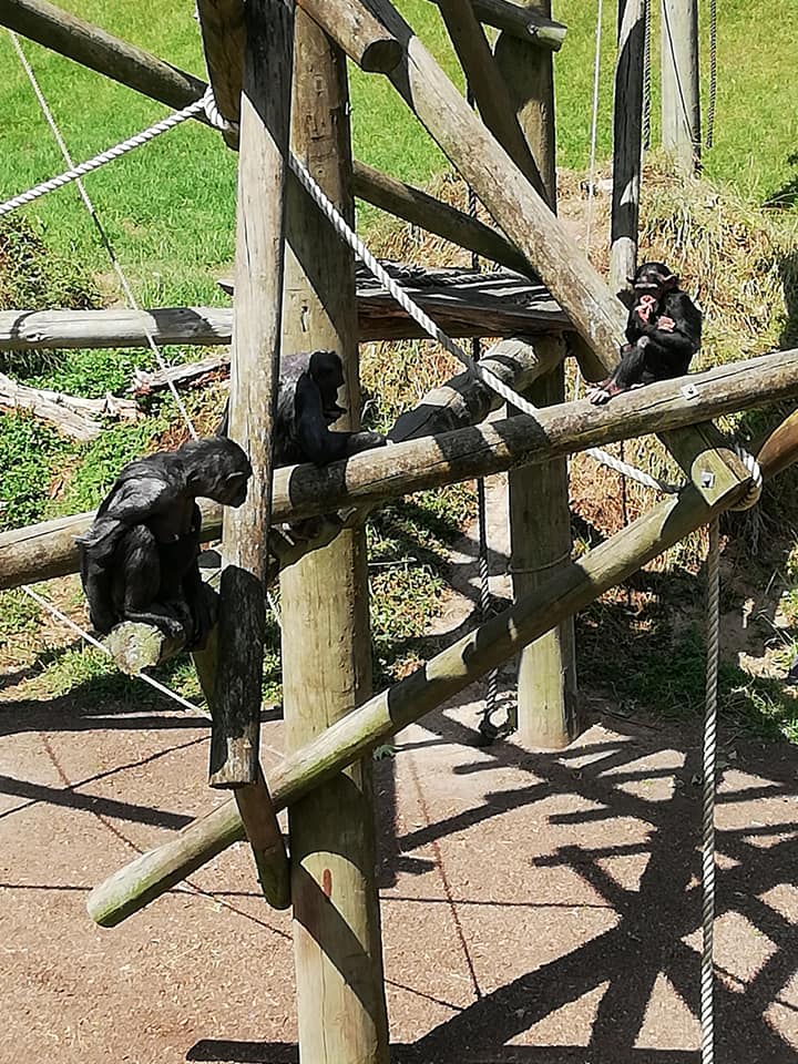 are zoo animals happy