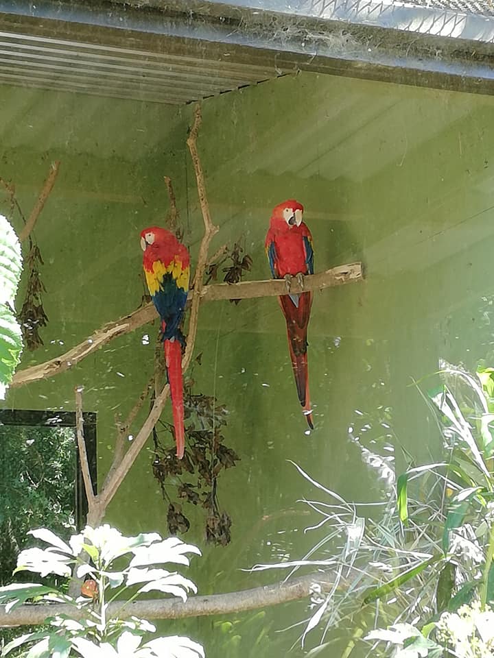 are zoo animals happy