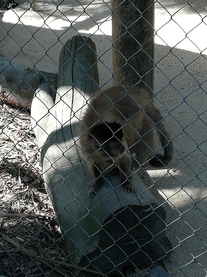 are zoo animals happy