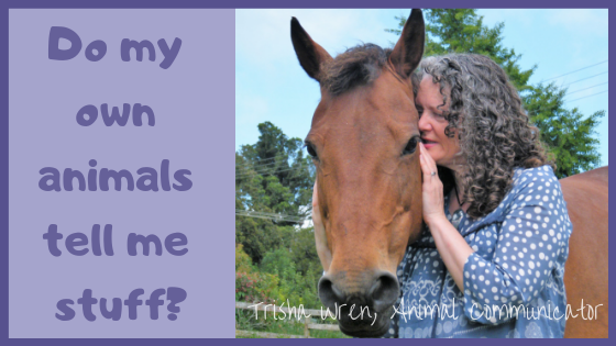 Can I talk to my own animals?