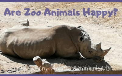 Are Zoo animals happy?