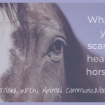 is my horse happy