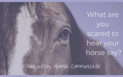 Is my horse happy? What are you scared to hear your horse say?