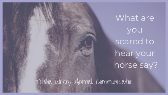 is my horse happy