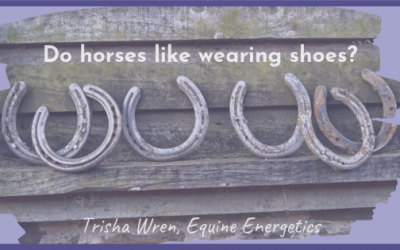 Do horses like wearing shoes?