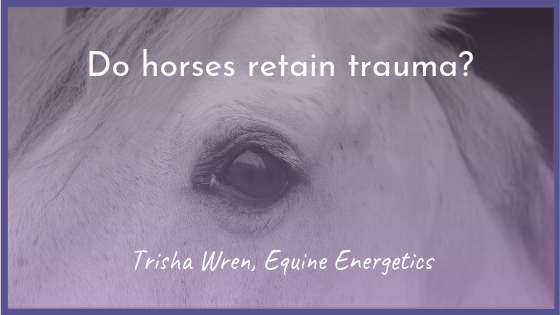 Do horses retain trauma?