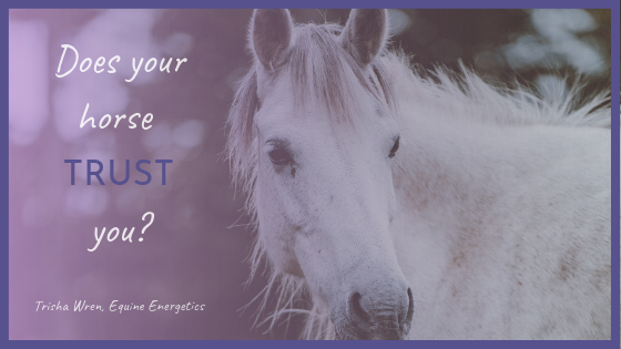 Does your horse trust you?